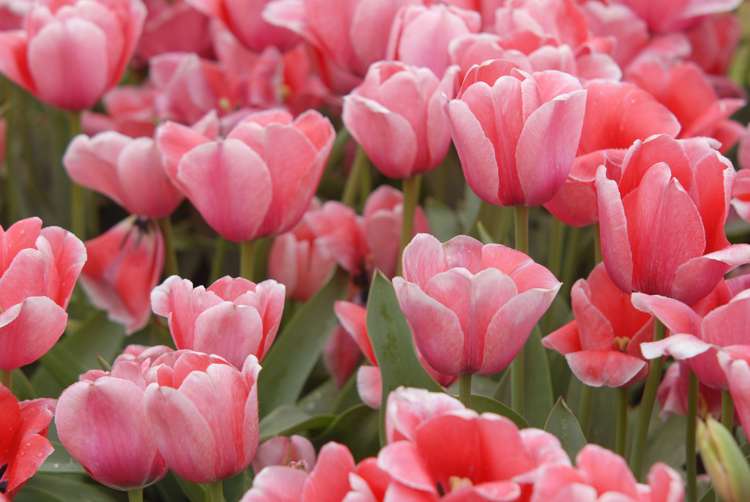 Tulpe 'Design Impression'